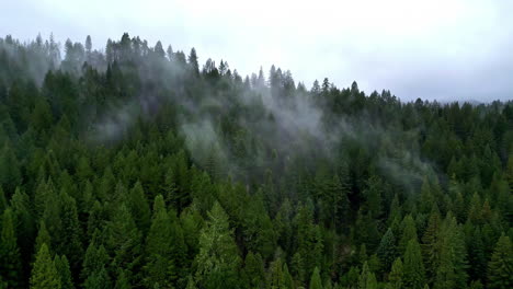 aerial drone above cloudy foggy sky over pine tree peaks, lush dark green forest