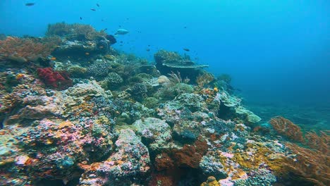 cámara deslizándose en la parte superior de una colorida cresta de coral bajo el agua