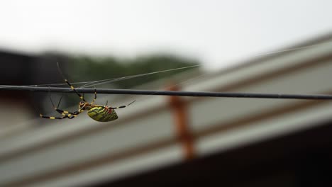 araña joro arrastrándose por el cable hasta su telaraña - trichonephila clavata