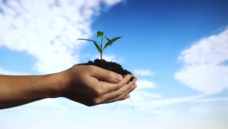 close up of black dirt mud with a tree sprout in farmer's hands in the blue sky background