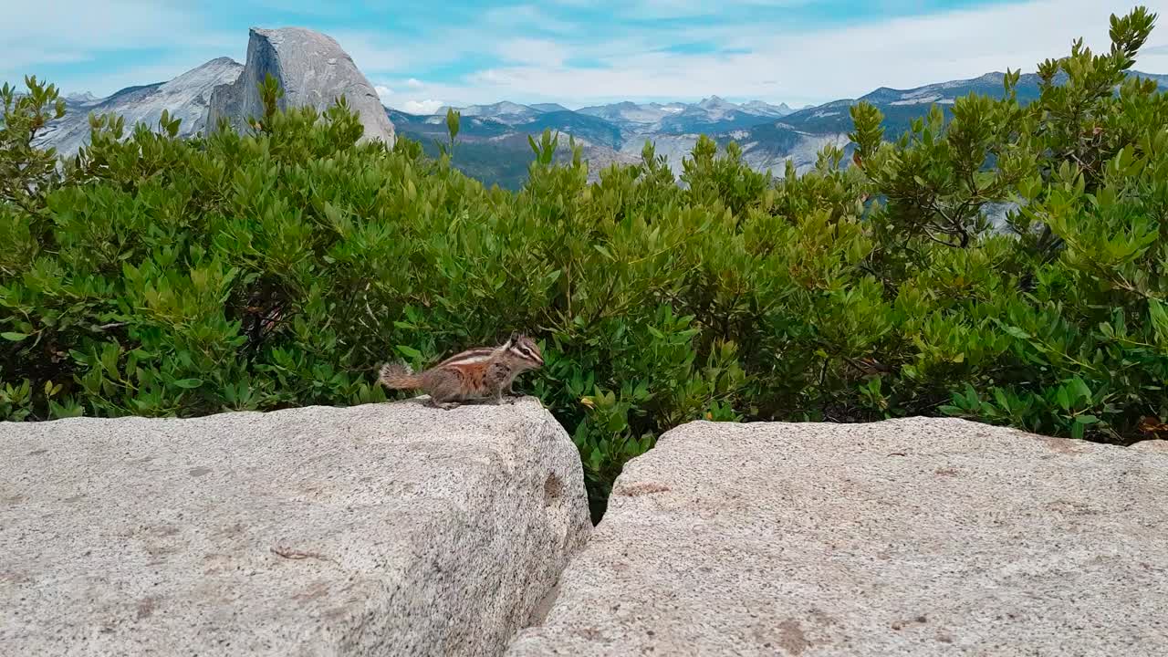 ardilla saltando sobre roca con media cúpula en segundo plano en el parque nacional de yosemite en california, estados unidos