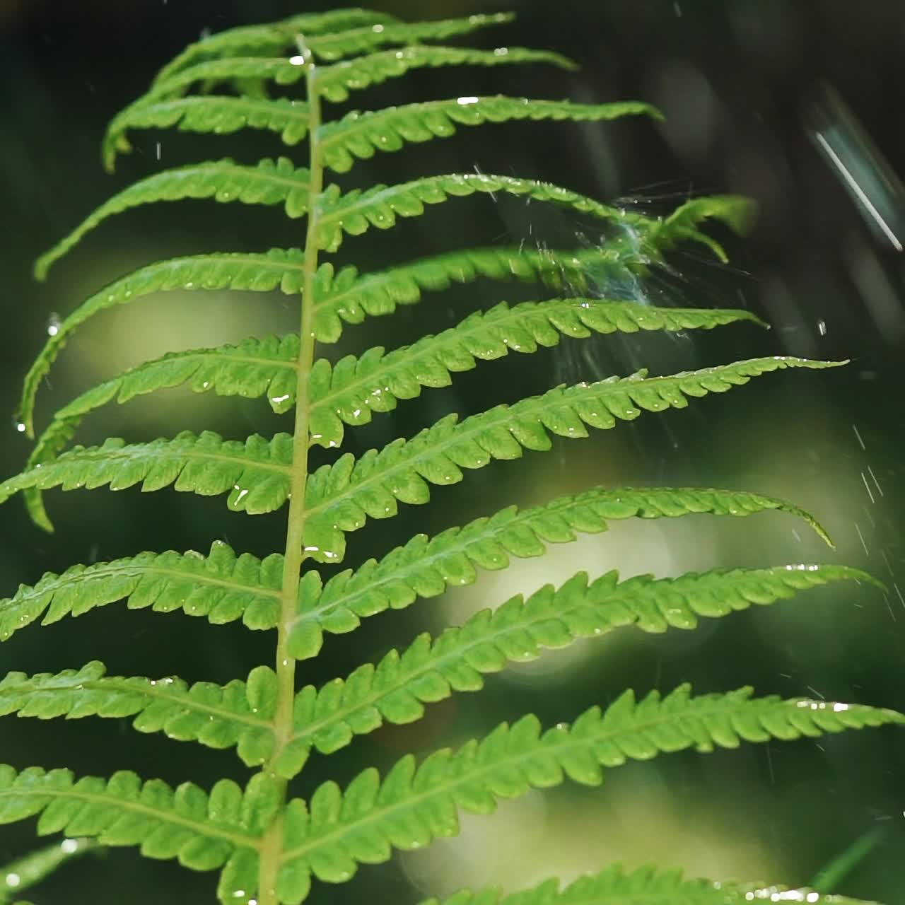 wet leaves of fern are moving under the action of falling water droplets. Plant irrigation. Slow motion