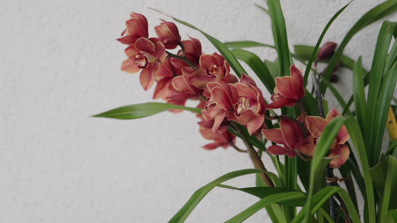 Close up of peach orchids with green leaves against a light background