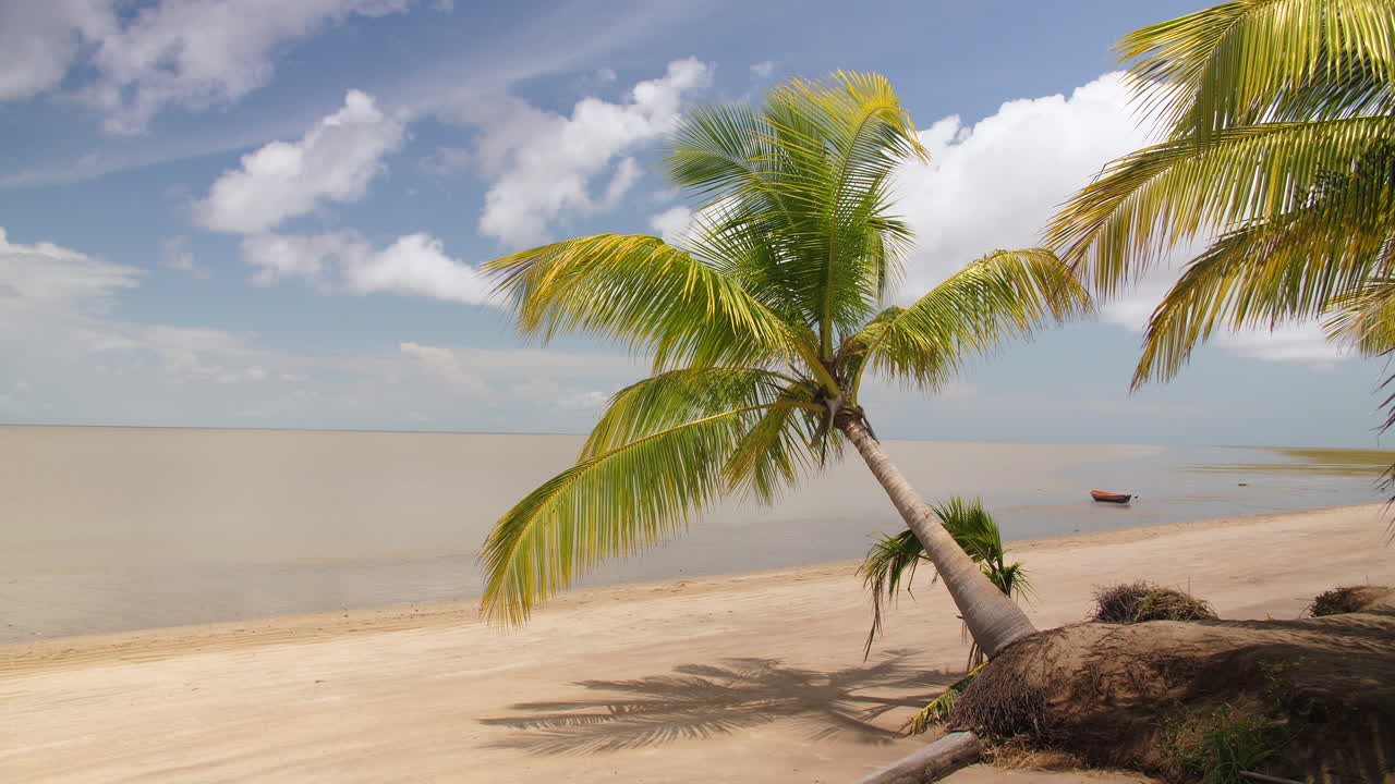 Beautiful beach in Awala Yalimao French Guiana. Palm trees and canoe