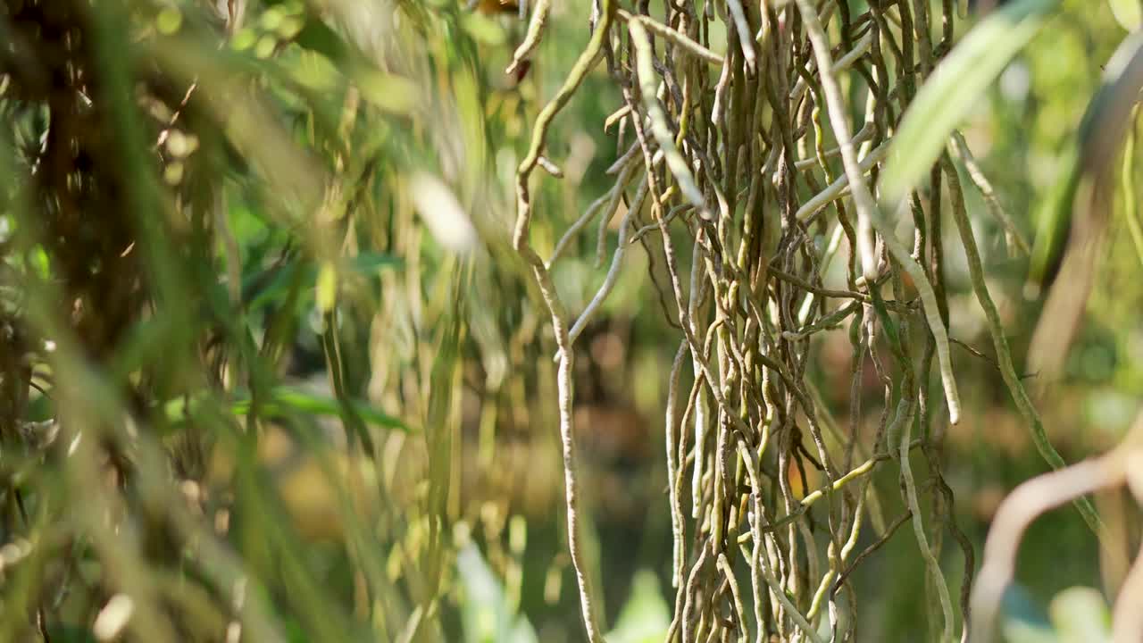 Close-up of hanging roots amidst dense greenery, captured with natural lighting and a steady camera