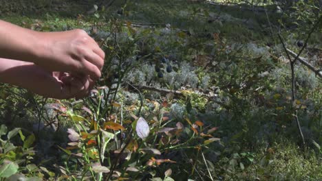 a young girl collects blueberry berries in the forest on a sunny summer day