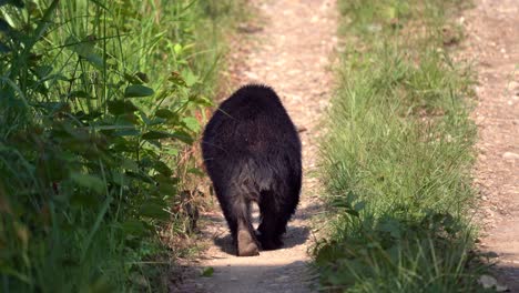 a sloth bear walking away down a dirt road in the jungles of the chitwan national park in nepal