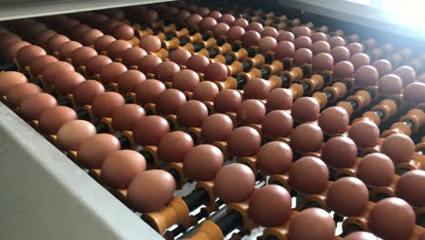 chicken egg moves on the conveyor at the poultry farm chicken egg is moving along the conveyor at the poultry farm sorting checking and packaging fresh eggsf
