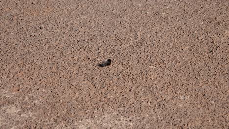 la oruga negra difusa se arrastra rápidamente a través de la carretera pavimentada caliente en áfrica