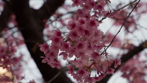 early cherry blossoms sway in the breeze