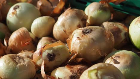 fresh onions