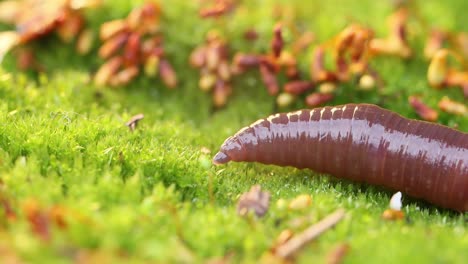 an earthworm is a terrestrial invertebrate that belongs to the class clitellata, order oligochaeta, phylum annelida. they exhibit a tube-within-a-tube body plan.