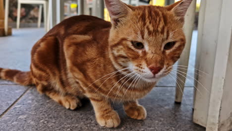 closeup shot of a orange tabby cat with striped tail under chair in egypt.