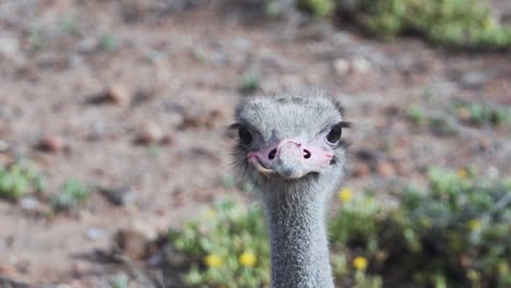 cabeza de avestruz común mirando alrededor en el desierto en el cabo occidental, sudáfrica