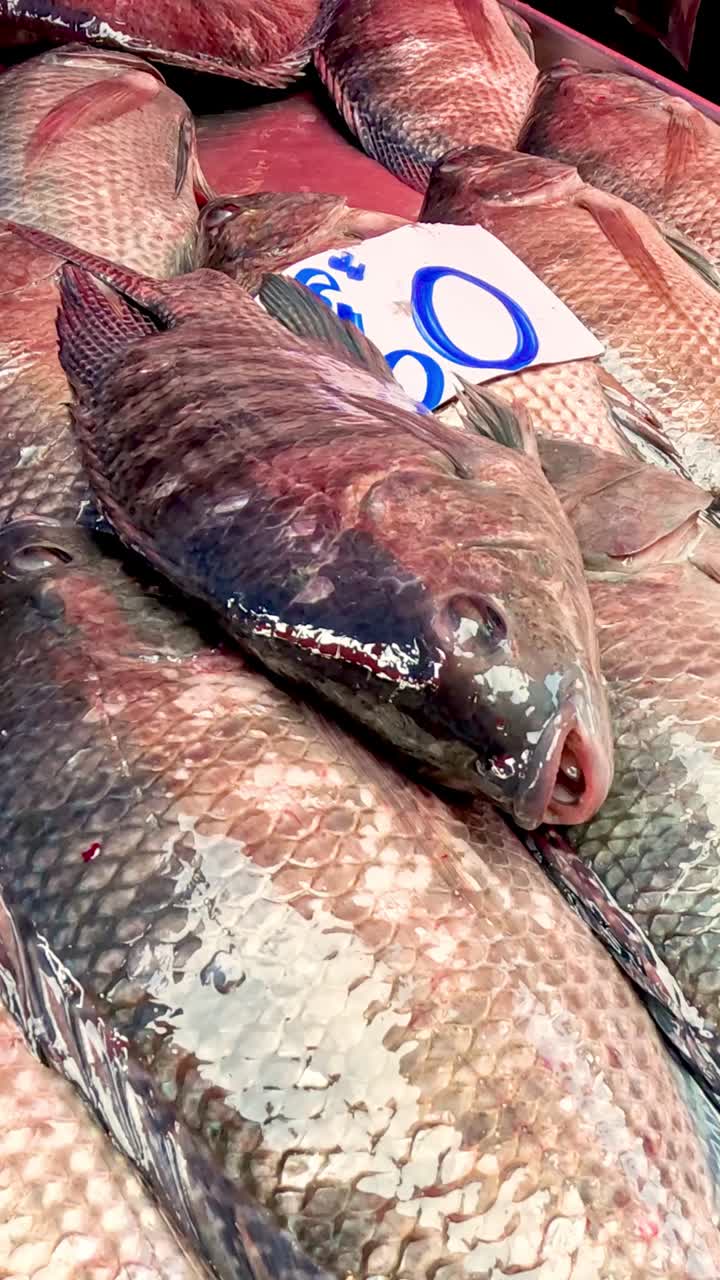 Sequence of fish being arranged on ice