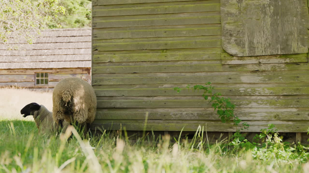 овца, лежащая в траве рядом с