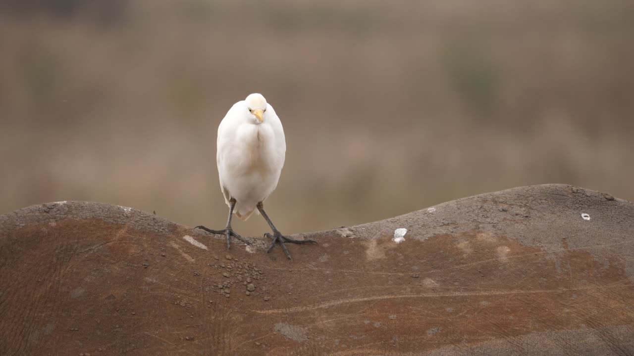 cornezuelos blancos dando un paseo en la espalda del rinoceronte blanco, toma de primer plano
