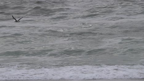 california sea lion pops head out of water and scares away birds in carmel, california