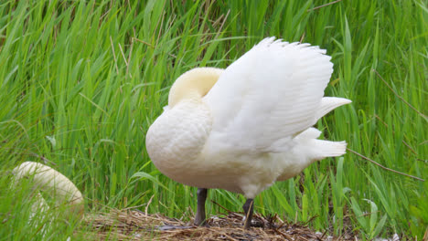 swans nesting on a lakeside amongst the water reeds