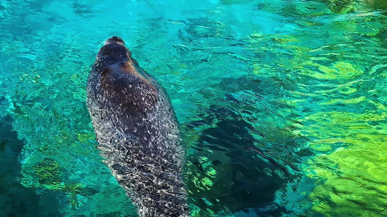 Seal floating in the shallow seawater