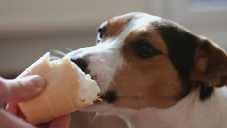 el perro come, muerde y lame el helado.