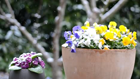 light snowfall over colorful potted flower plants outside in a garden during the snowy springtime