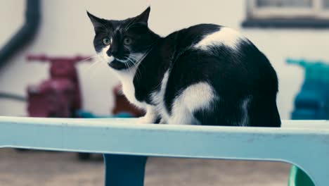 cat-and-dog-playing-cat-sitting-on-a-blue-table-keeping-and-eye-on-the-dog