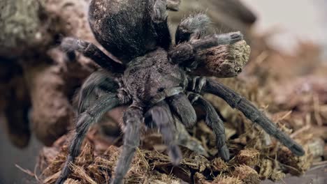 araña tarántula en el vivario