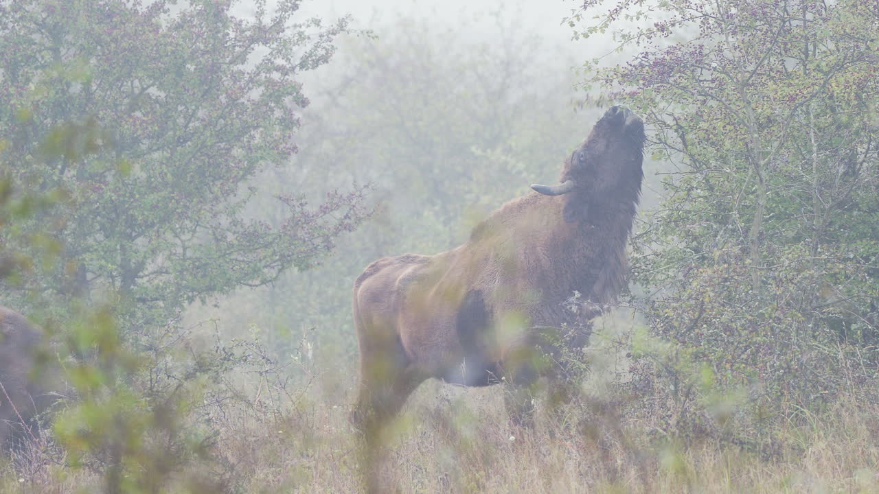 European bison bonasus bull reaching for leaves on a bush,fog,Czechia