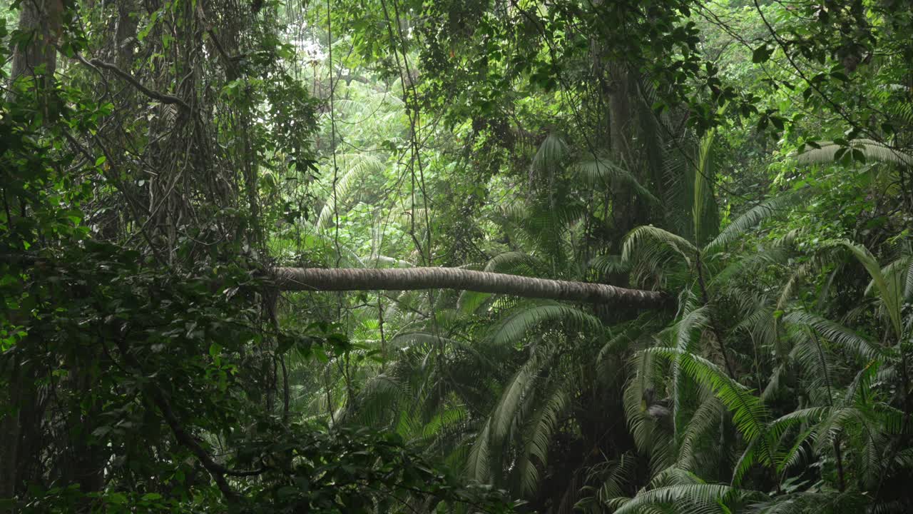 Fallen tree trunk tropical jungle dense canopy nature leaves forest rainforest
