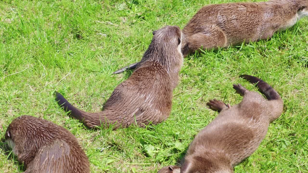 Group of young playful otters