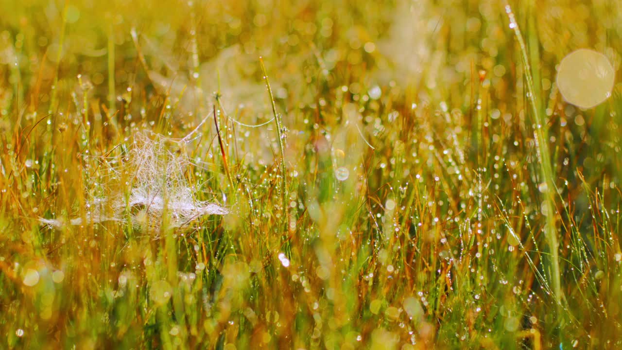 잔디 줄기 와 거미줄 에 있는 이슬 과 보케 공