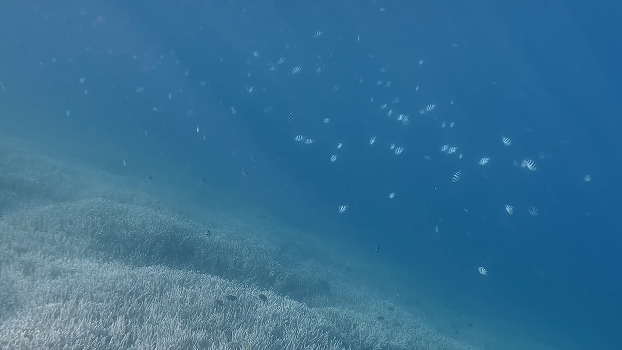 School Of Marine Fish Swimming Over The Coral Reefs Under The Blue Sea. - underwater shot