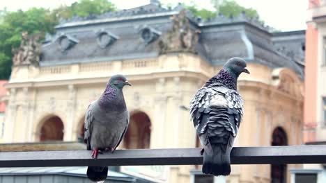 palomas sentadas vista de la ciudad urbana