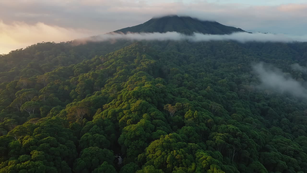 Misty Mountain Forest Sunrise Aerial View