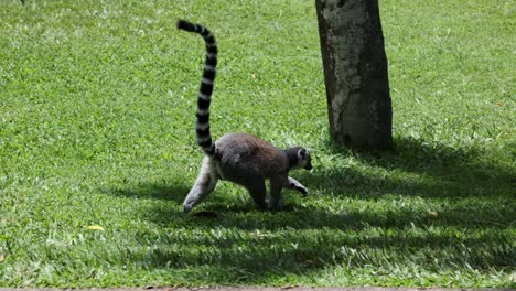 lemur walking, playing, and exploring in sunlight