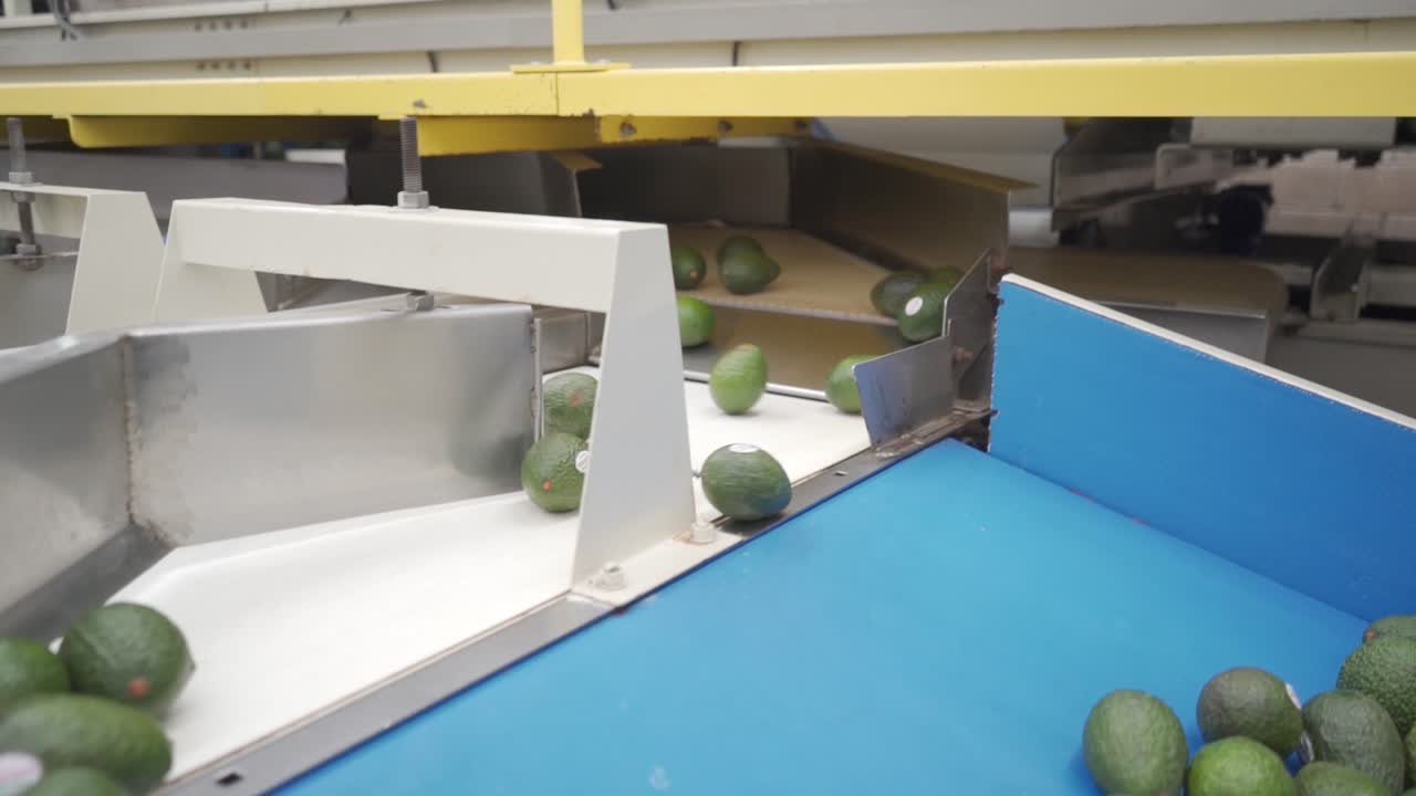SLOW MOTION TRACKING SHOT OF AVOCADOS AT AN AVOCADO PACKING HOUSE IN TANCITARO MICHOACAN