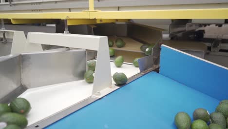 slow motion tracking shot of avocados at an avocado packing house in tancitaro michoacan