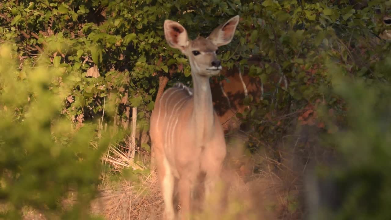 bushbuck viniendo de detrás del árbol y caminando hacia la cámara