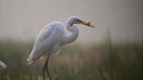 Closeup-of-Great-egret-Fishing-in-morning