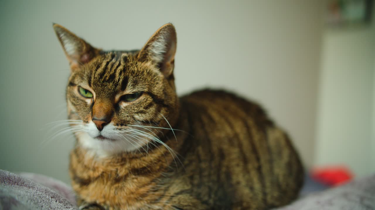 Gatto domestico tigrato seduto immobile su una coperta e che si rilassa.