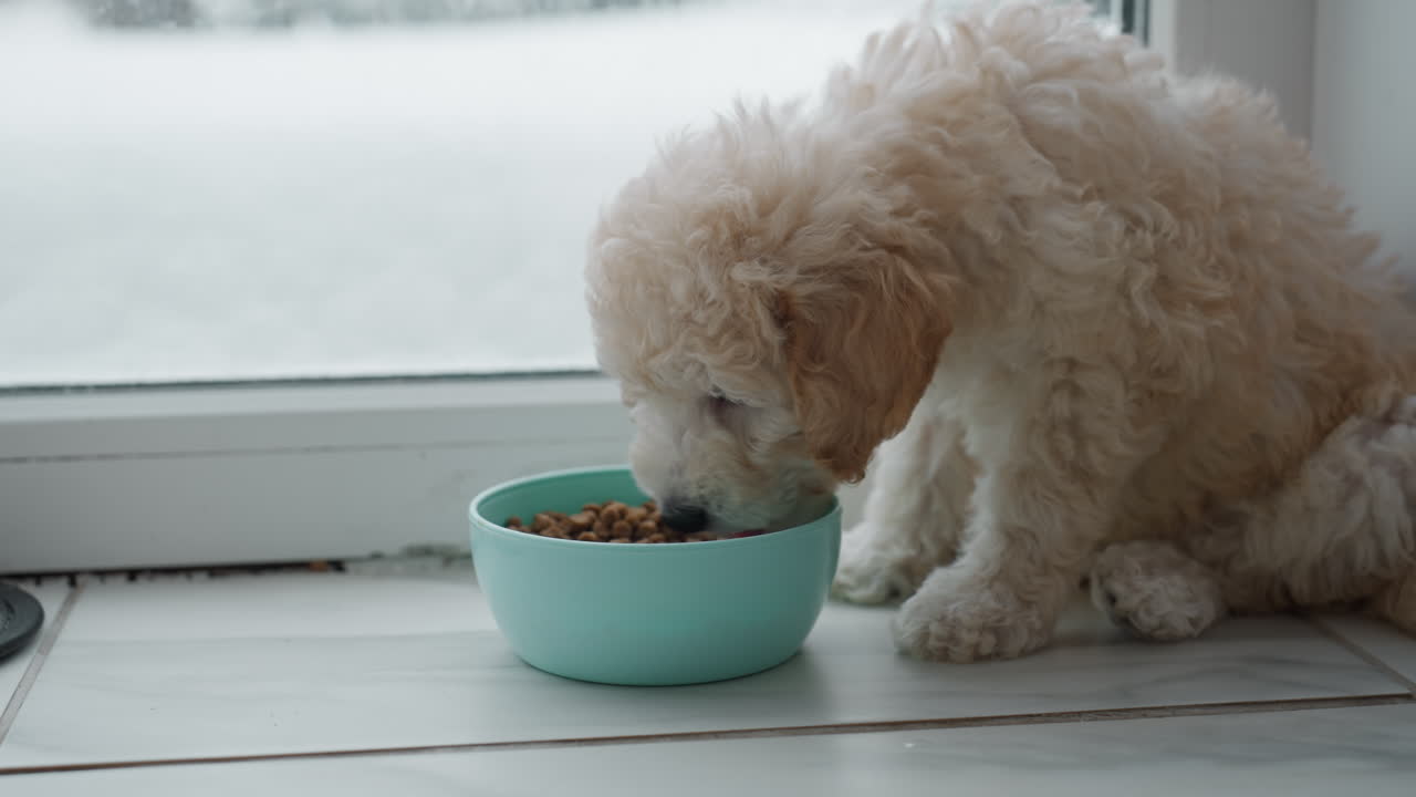 Shih tzu puppy eating from its plate beside frosted window with snow outside natural light streaming through glass onto tiled floor cozy kitchen scene highlighting puppy fur texture