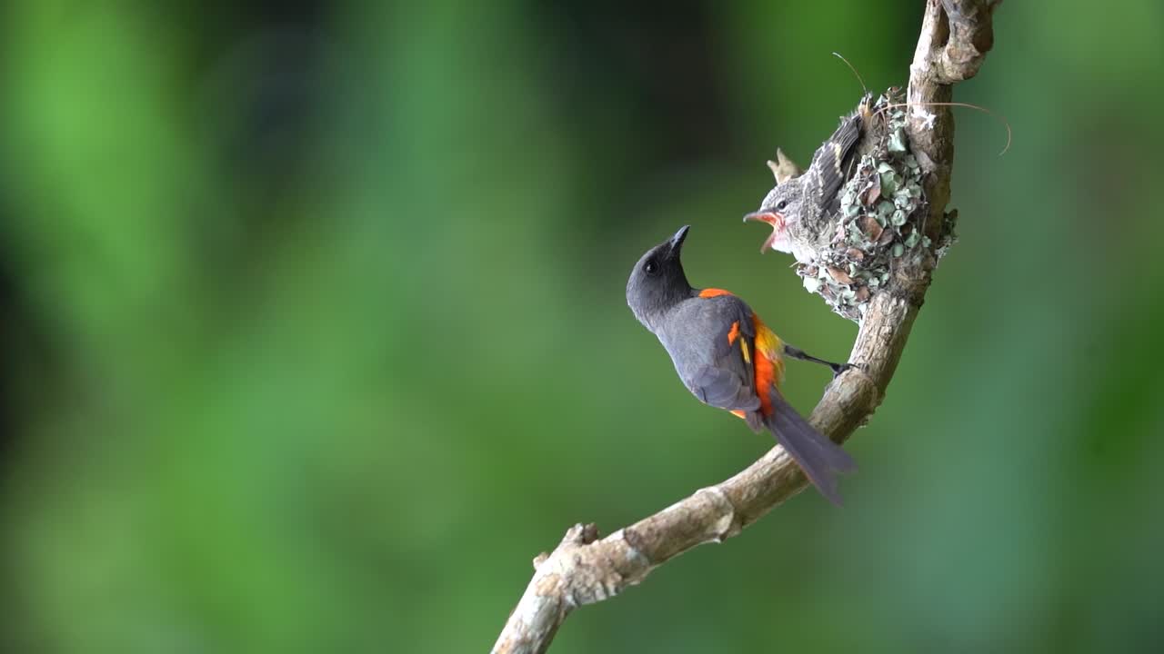 un pequeño pájaro minivet macho está alimentando a sus polluelos que están esperando ser anidados