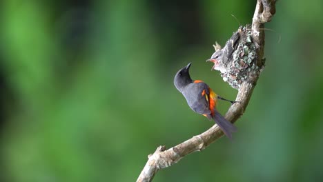 Ein-Männlicher-Kleiner-Zwergvogel-Füttert-Seine-Küken,-Die-Darauf-Warten,-Nisten-Zu-Können