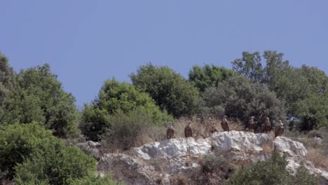 a group of griffon vultures waiting on a crag for their time to feed on a pig, in burgos, castilla y león, spain