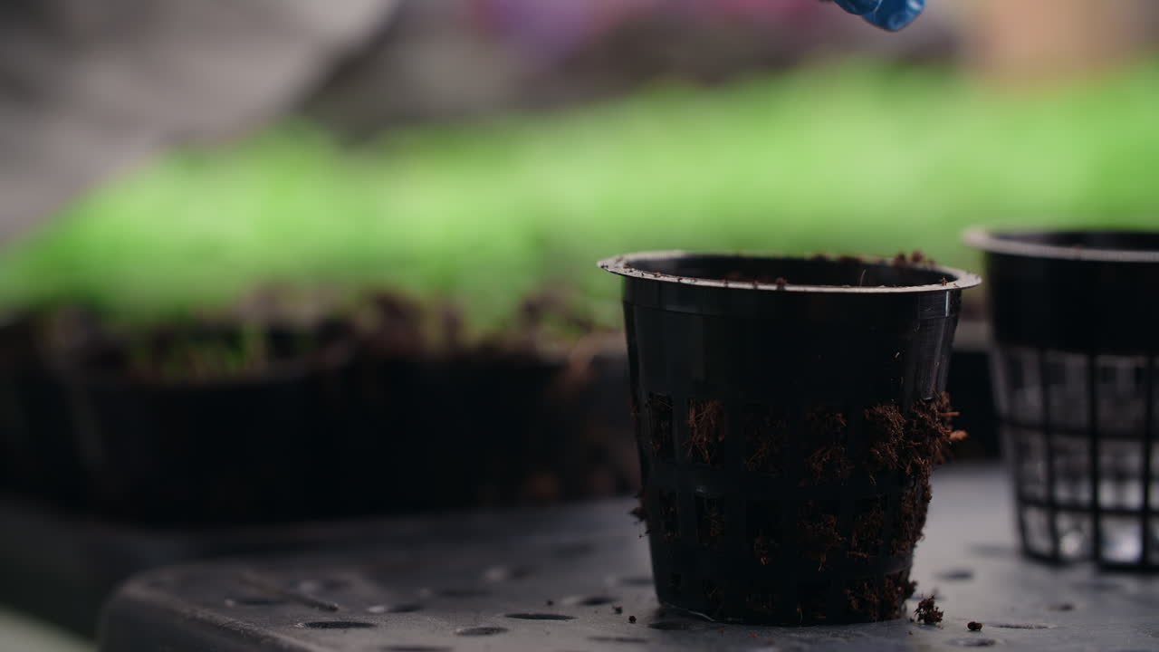 Planting seedlings in small pots