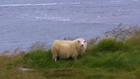 solo icelandic sheep or ovis aries munches on grass on oceanside green cliff