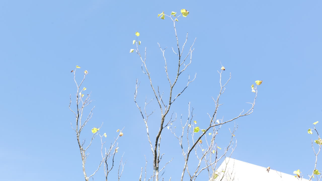 Wider shot of the dying sparse tree