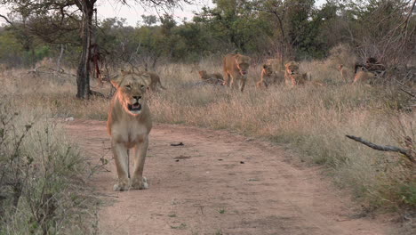 la leona está de pie en el camino de tierra con el resto del orgullo detrás de ella en el bosque