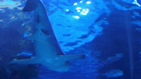 Sandbar-shark-swimming-away-peacefully